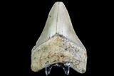 Fossil Megalodon Tooth - North Carolina #109528-2